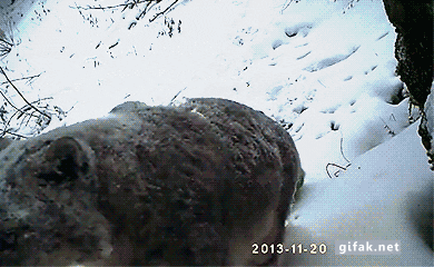 https://media.giphy.com/media/1AkK8AcTjGjIc/giphy.gif