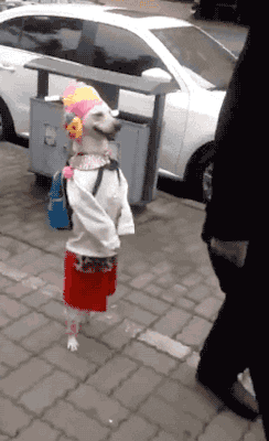 Clothing GIFs - Find & Share on GIPHY