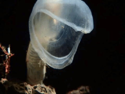 Image result for Predatory Tunicate