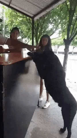 собака платить листьями, собака расплачивается листьями, животные пользуются деньгами, животные и деньги