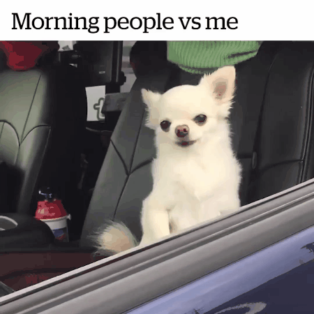 dogs showing good morning vs bad morning