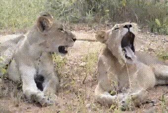 Stop yawning in animals gifs