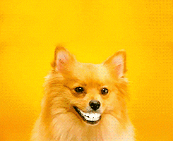 Happy Dog GIF