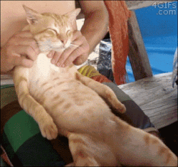 Cat spa day