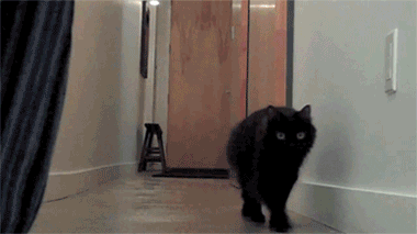 Cat Wait GIF - Find & Share on GIPHY