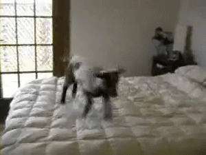 mini cabra pulando em cima da cama