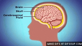 Concussion Animation Gif | Concussion Awareness Now GIFs on GIPHY – NLKM