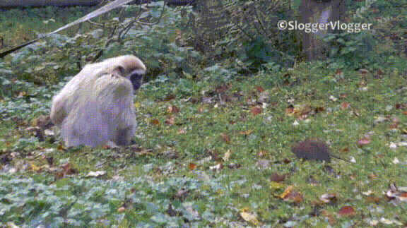 [Image: giphy-downsized-large.gif]