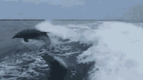 Poking Dolphin best Gif