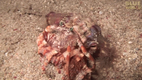 Crab Shells GIF
