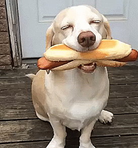 happy food dog
