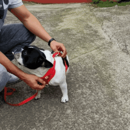 Arnés antitirones Oso Pets en acción