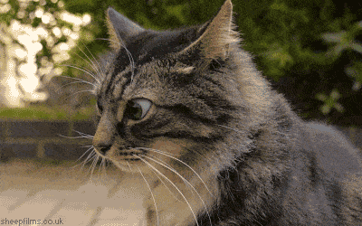 Nervous cat