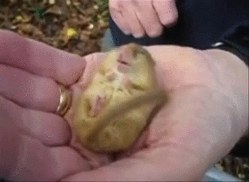 https://media.giphy.com/media/1KyiYwukETCaQ/giphy.gif