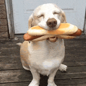 Dog holding hot dog in mouth