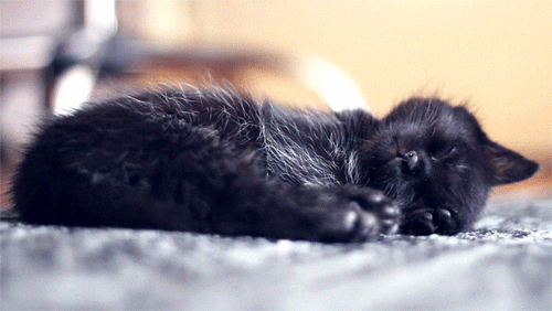 Sleeping Cats GIFs - Find & Share on GIPHY