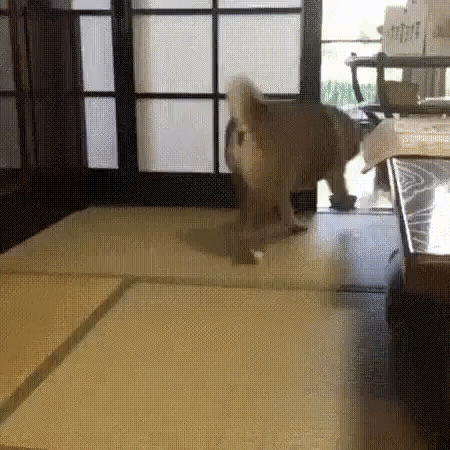 When dinner is late in funny gifs