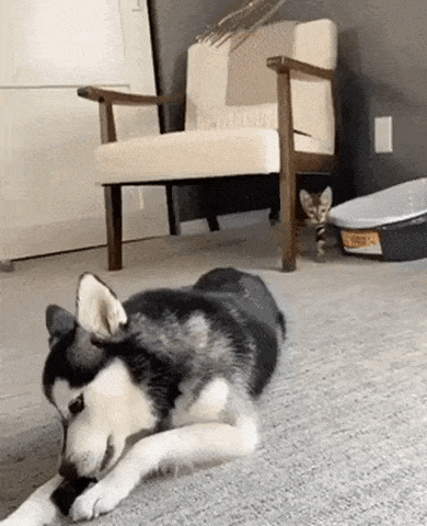 Catto playing with doggo in cat gifs
