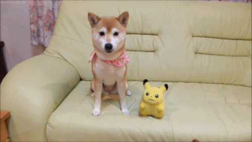 Shiba Inu puppy with Pikachu