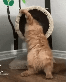 Get out in cat gifs