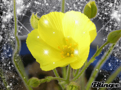 Buttercup GIF - Find & Share on GIPHY