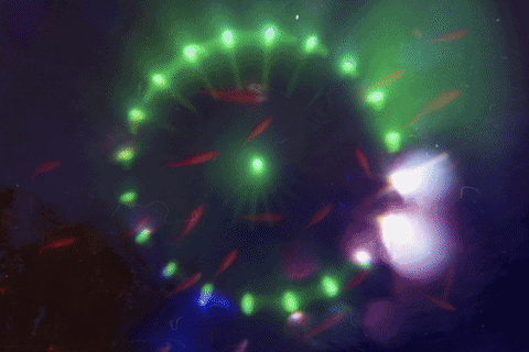 Film 35Mm GIF by Blanca Viñas