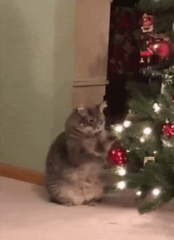 Catto and christmas tree in cat gifs