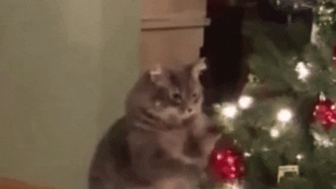Catto and christmas tree