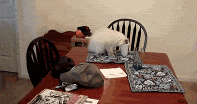 giphy.gif