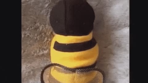Cutest thing you see today gif