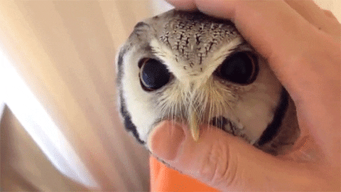 Owl GIFs - Find & Share on GIPHY