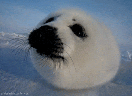 Baby Seals GIF - Find & Share on GIPHY