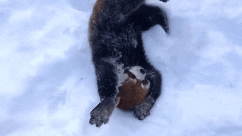 red panda animated GIF