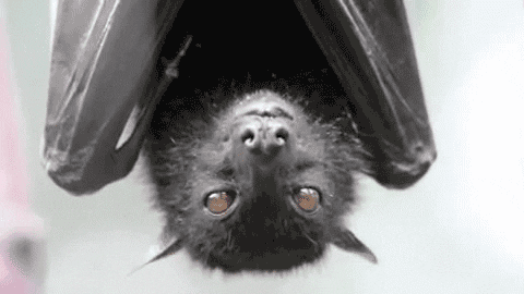 Morcego-rato-pequeno e Morcego-rato-grande - Banco de Imagens da Casa das  Ciências