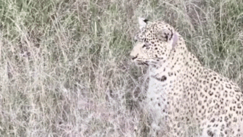 https://media.giphy.com/media/1WbRWw2drWwAugEENK/giphy.gif