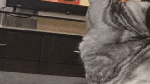 Best toy for cat gif