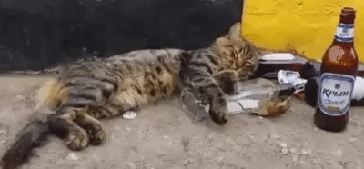 Monday Morning in animals gifs