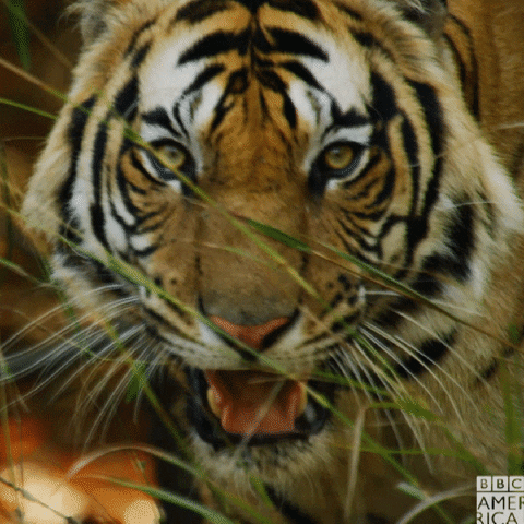 Rsultat de recherche dimages pour gif anim tigre qui grogne