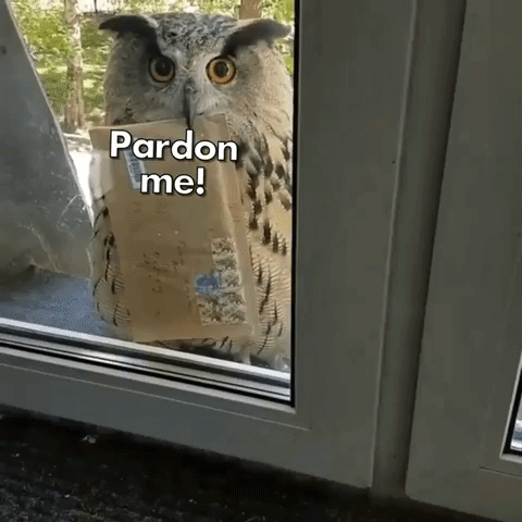 harry potter owl