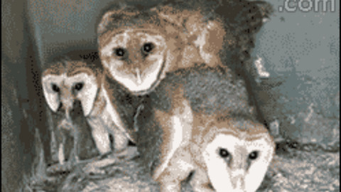 Owl Rat Gif Find Share On Giphy