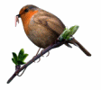 robin