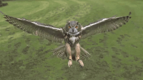 Owl GIF - Find & Share on GIPHY