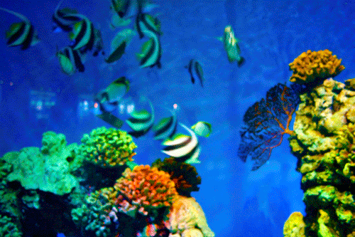 Moving Aquarium Wallpaper Free Download - Search