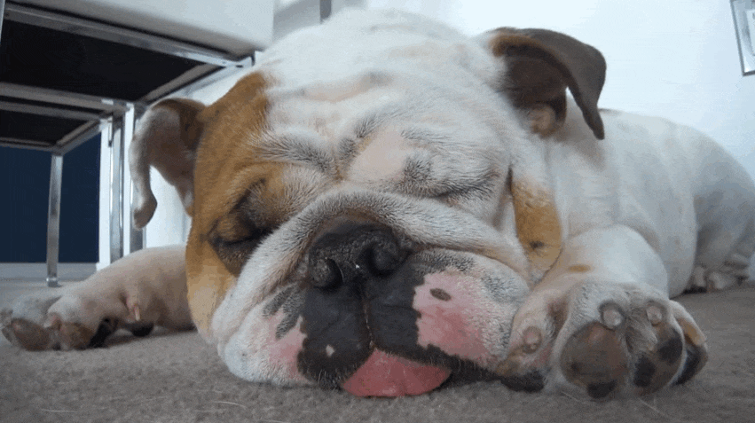 9 Signs You’re Completely Obsessed With English Bulldogs - SonderLives