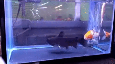 Hunger Level Fishy in animals gifs