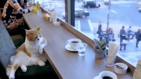 Every Sunday in animals gifs