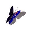 Australian butterfly