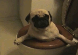 животные убираются дома, животные занимаются уборкаой дома, животные убираются