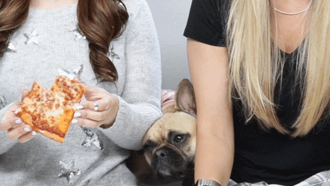 Hungry French Bulldog GIF by Rosanna Pansino - Find & Share on GIPHY