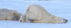 A polar bear with its head and body on the ground pushes itself along the ice by its back legs with its butt in the air
